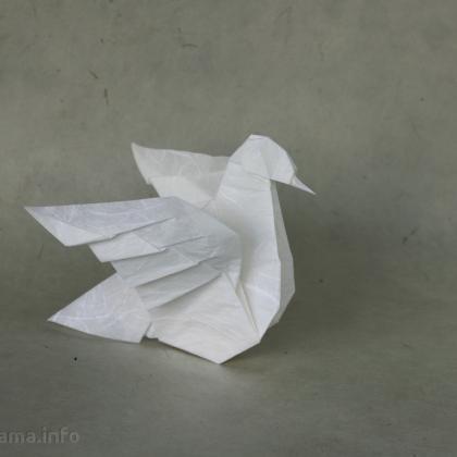 Dove