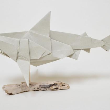Bull Shark