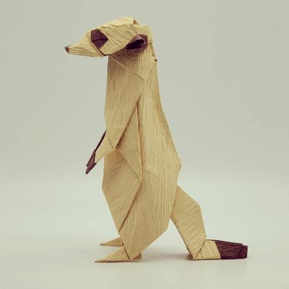 Meerkat
