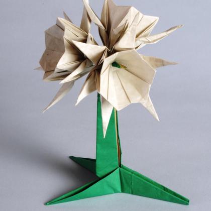 Sea Lily