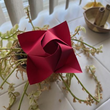 Arbor Rose