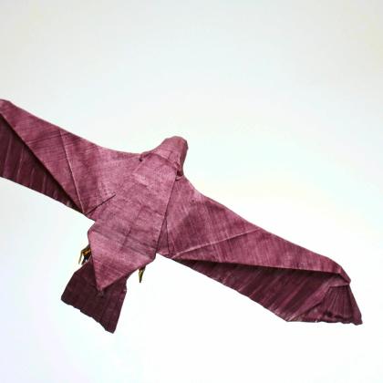 Black Kite