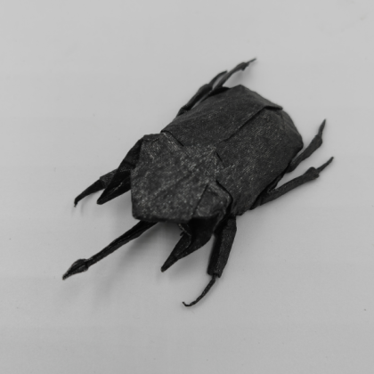 Megasoma actaeon