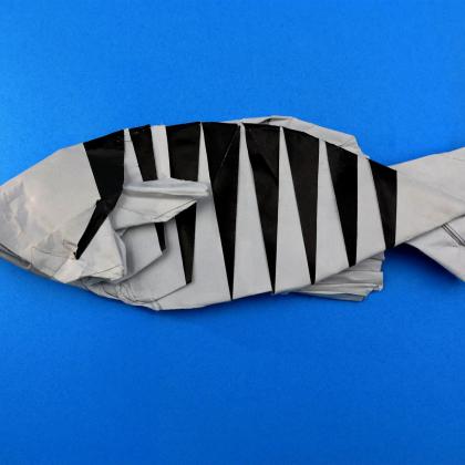 Zebrafish