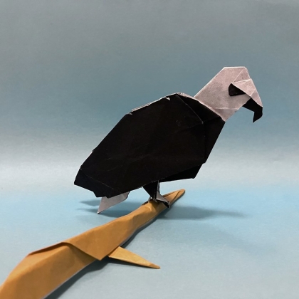 Bald eagle
