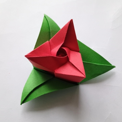 Acute rose